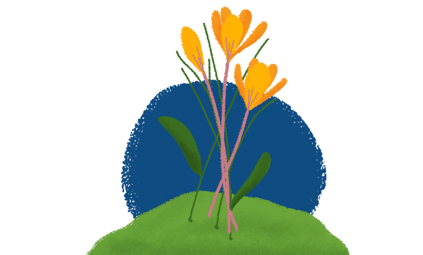 Planta crecimiento